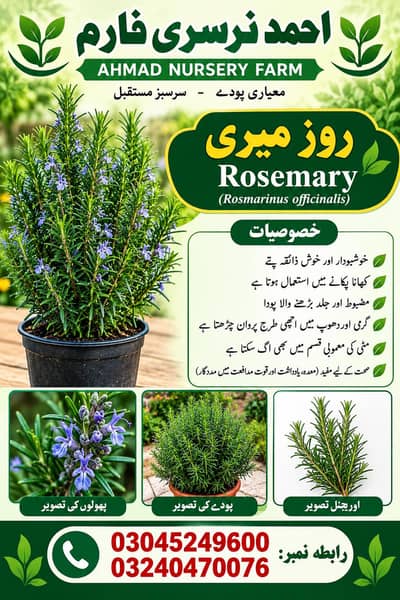 rozmeri plant