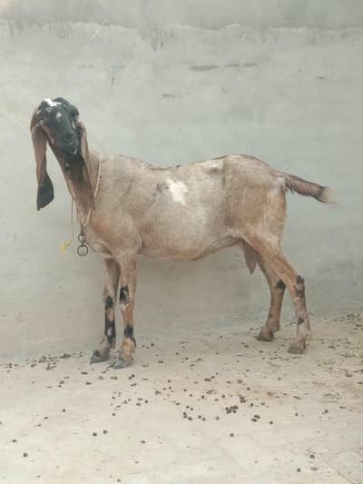Sheera Print Freshly Cross Female