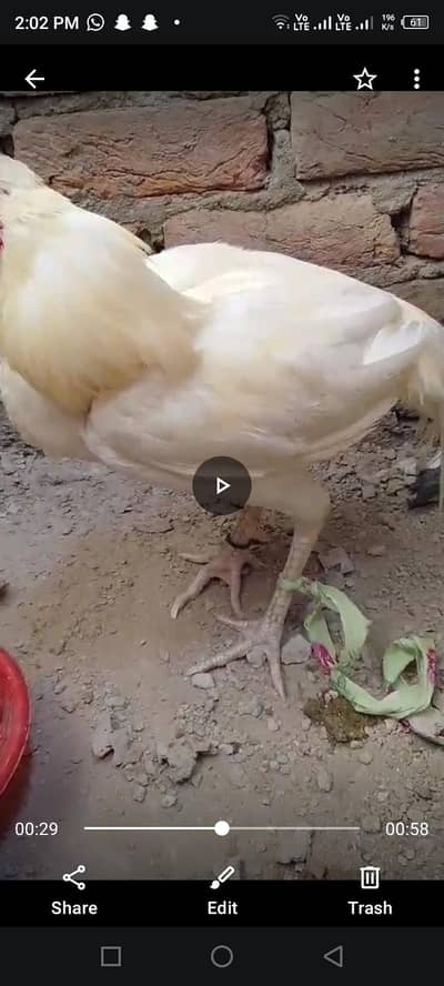 white aseel murga