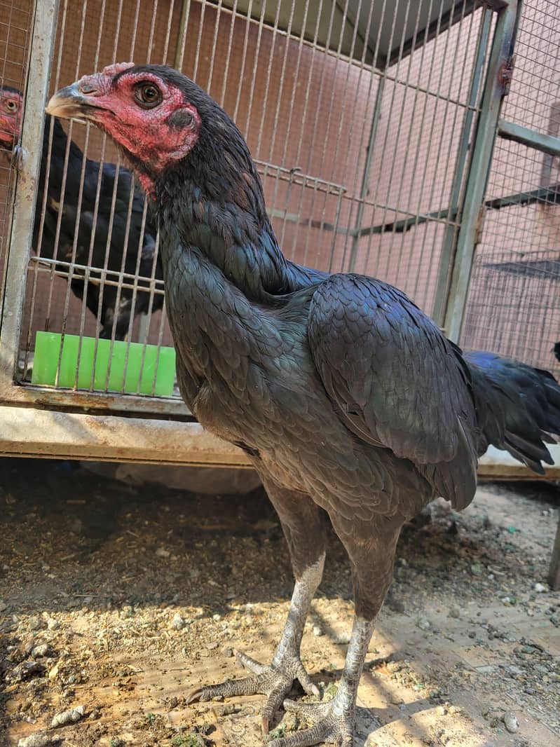 Aseel Thai 4