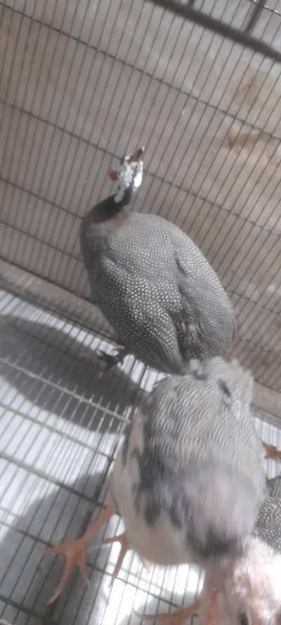 Pied Guinea Fowl and Pearl Guinea Fowl