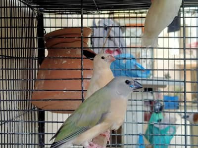 Gouldian finch and rainbow budgie