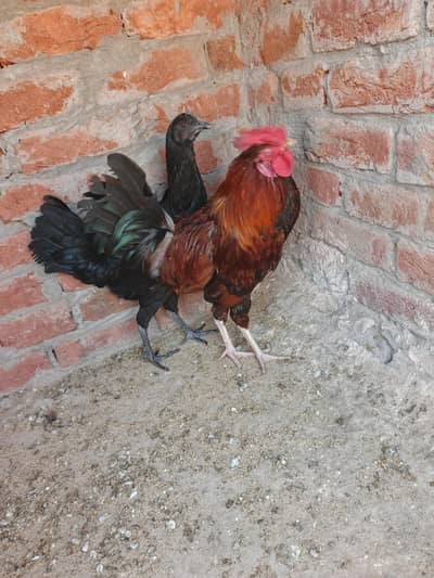 Desi hens golden buff set for sale