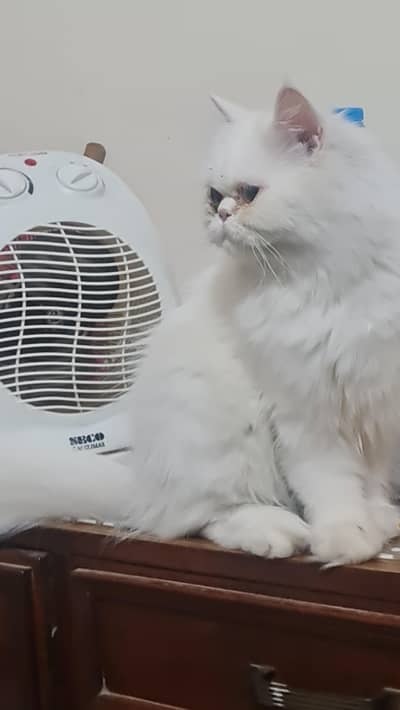 3 adult persian female triple coat looking for new home