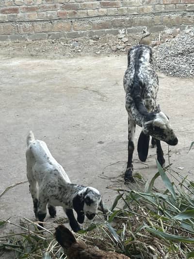 Bakri with male bacha bakri frash 4 dant urgent sale 03368792398