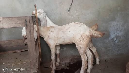 2 Desi Female Breed Rajanpuri Cross