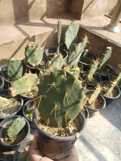 PLANTS