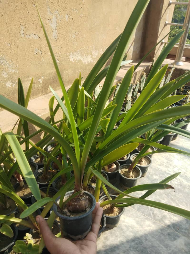PLANTS 1