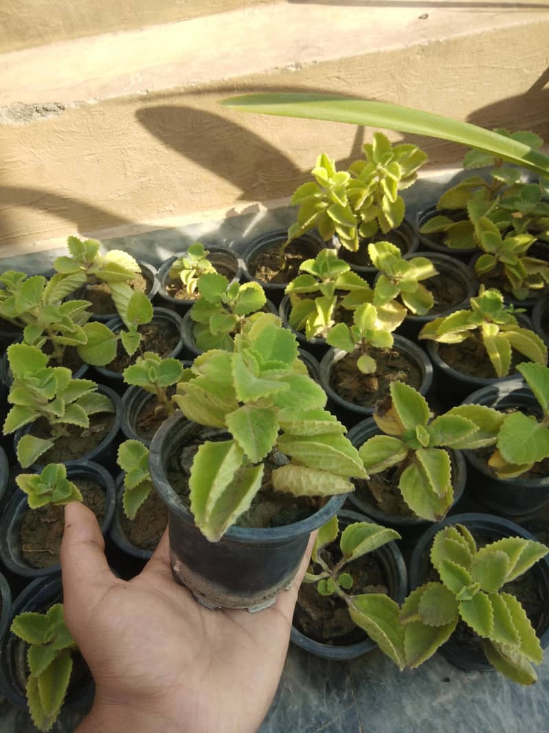 PLANTS 2