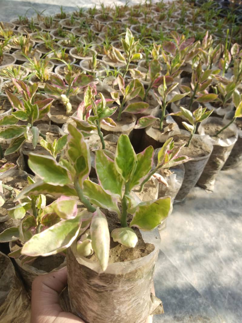 PLANTS 3