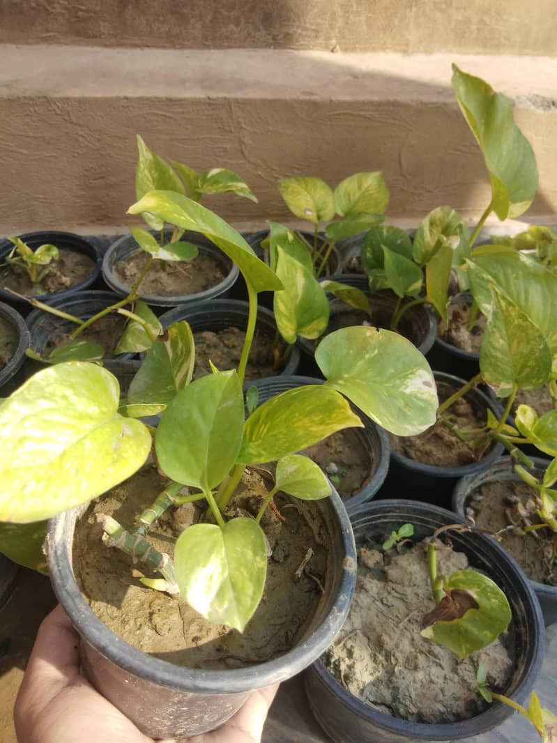 PLANTS 4