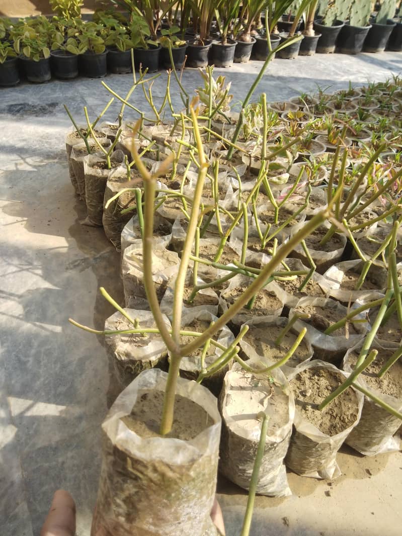 PLANTS 5