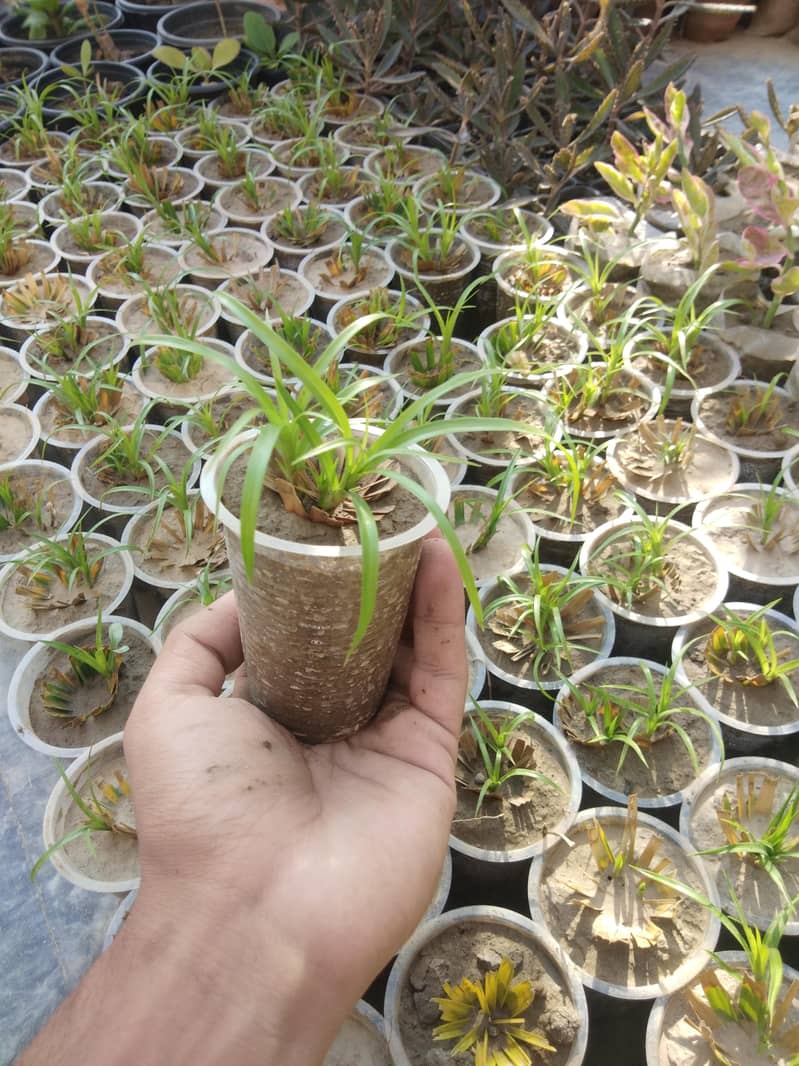 PLANTS 6