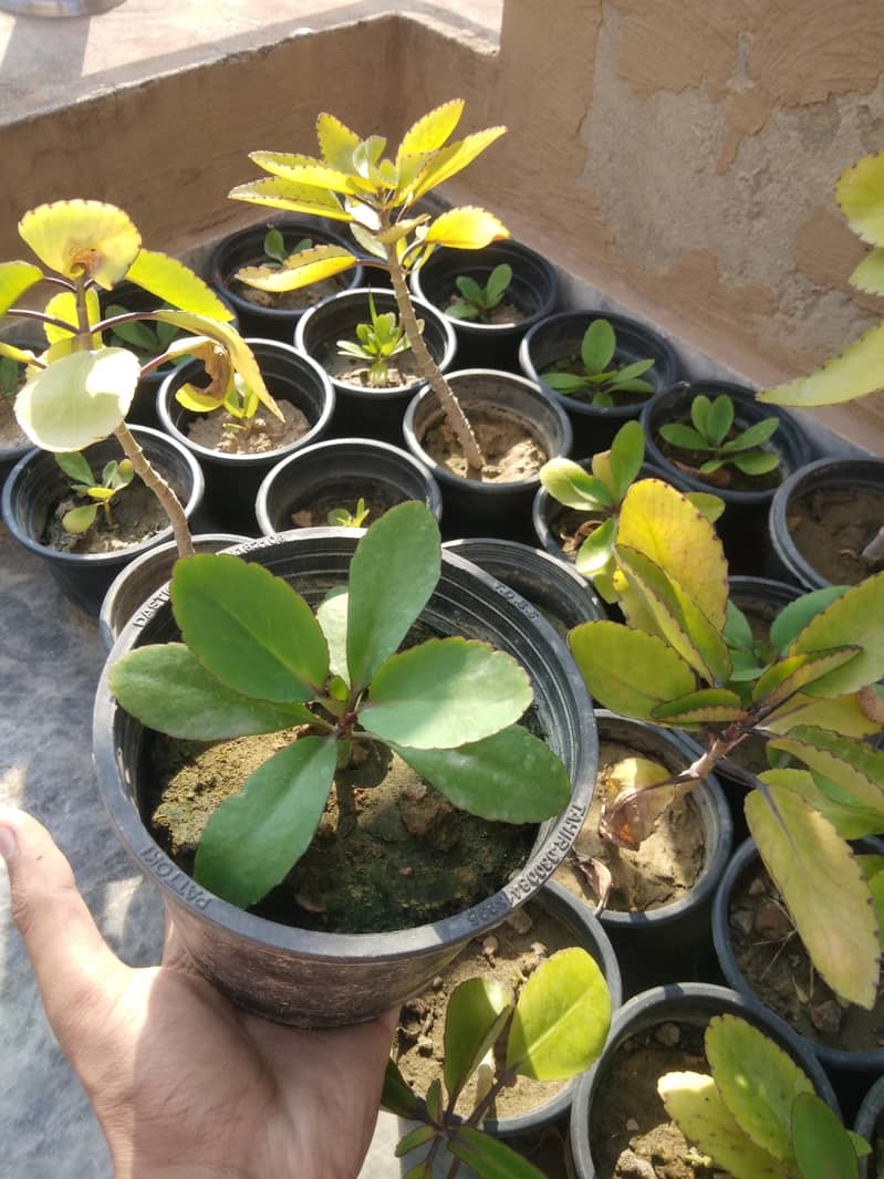 PLANTS 7