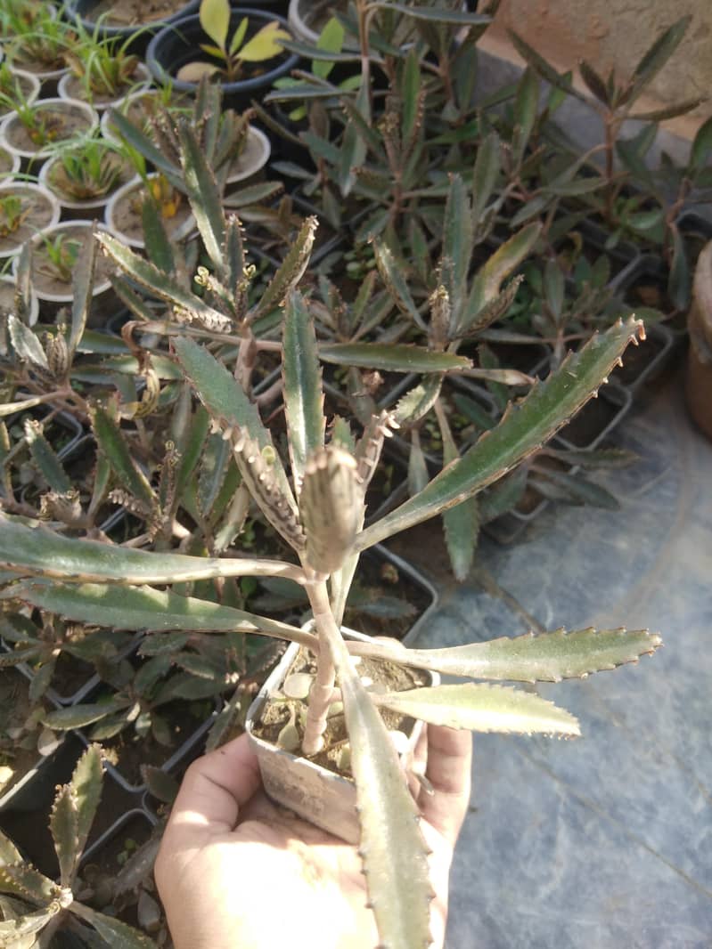 PLANTS 8