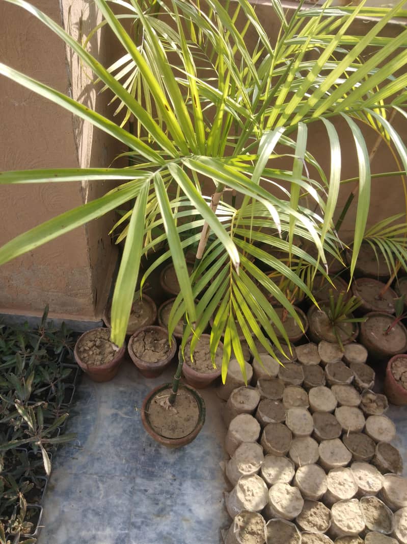PLANTS 9