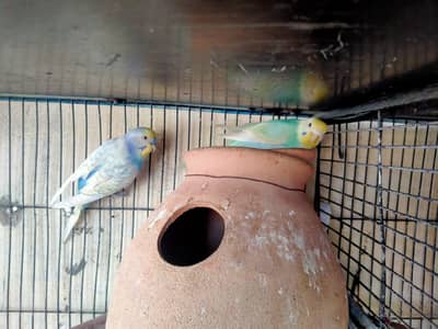 Gouldian finch and rainbow budgies.