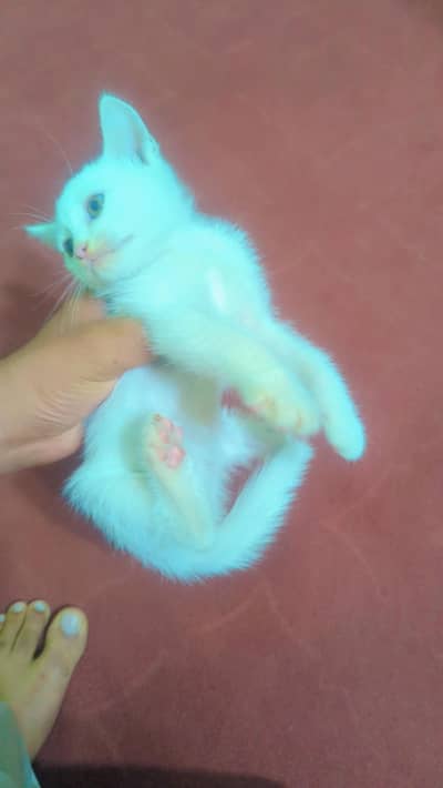 Persian kitten