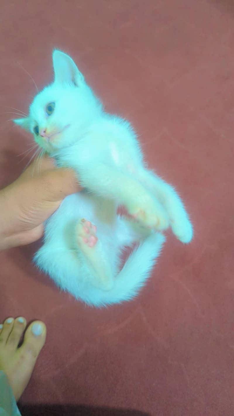 Persian kitten 0
