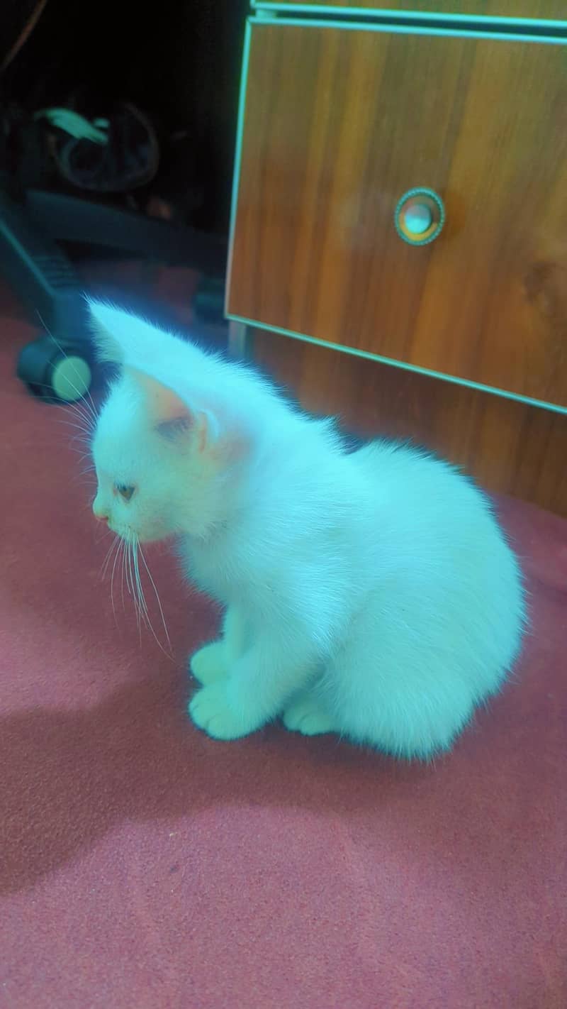 Persian kitten 1