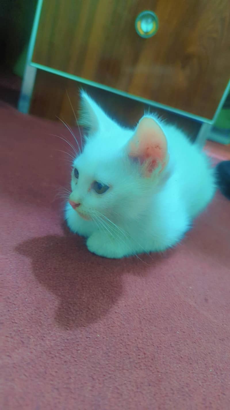 Persian kitten 2