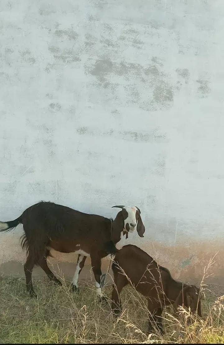 goat. 0