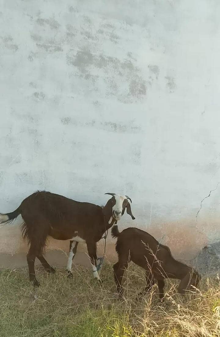 goat. 1