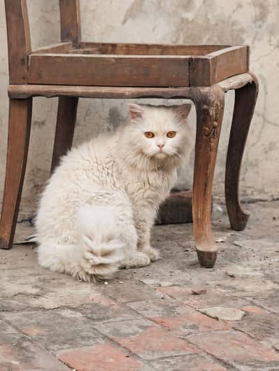 Male adult persian cat | Tripple coat | healthy