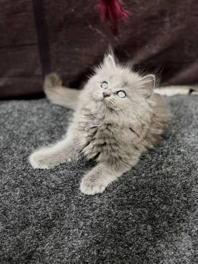 cash on delivery available Persian punch face cat kitten
