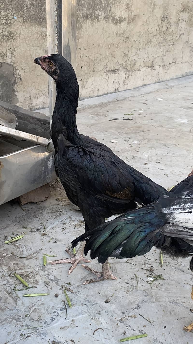Shamo 7