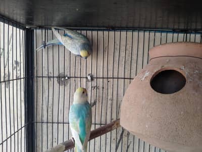 Gouldian finch and rainbow budgie