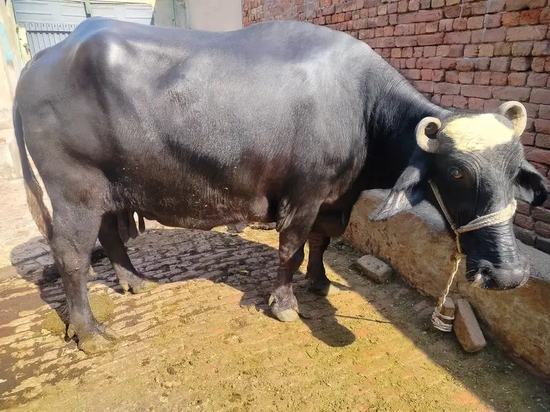 Buffalow | Cow | Neli Ravi Buffalos | Buffalos For Sale