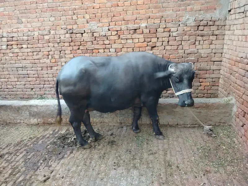 Buffalow | Cow | Neli Ravi Buffalos | Buffalos For Sale — photo 2