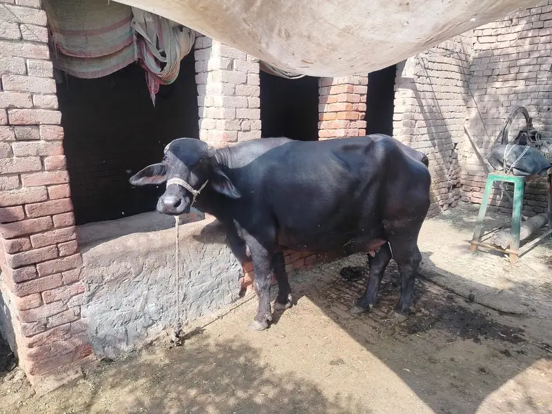 Buffalow | Cow | Neli Ravi Buffalos | Buffalos For Sale — photo 3