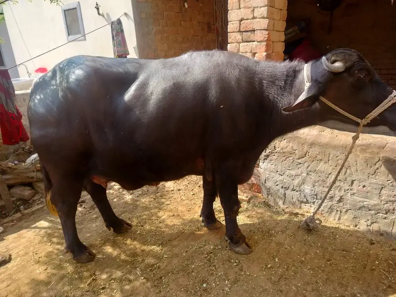 Buffalow | Cow | Neli Ravi Buffalos | Buffalos For Sale — photo 4