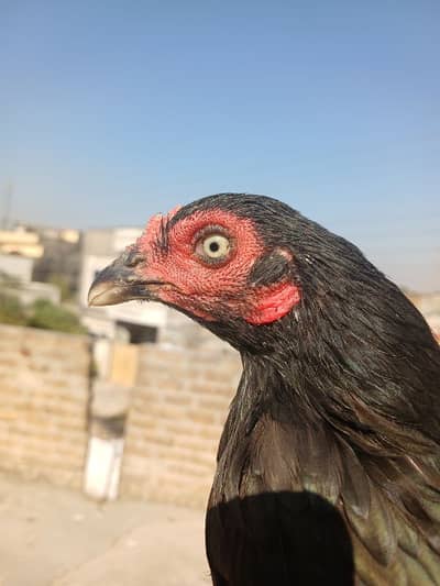 Pure Aseel Pathiyan For Sale