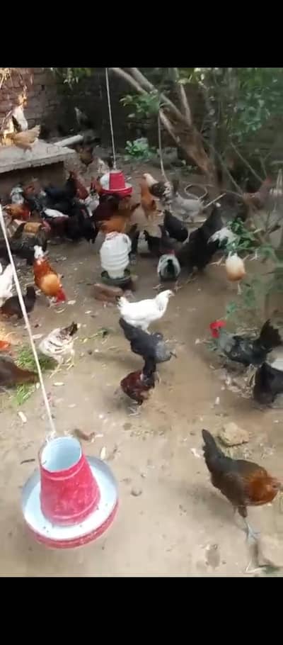 Desi morgiya or agg jis bhi ne leny ho rbta kery