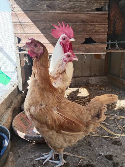 Desi Hens | Egg Laying | Health & Active
