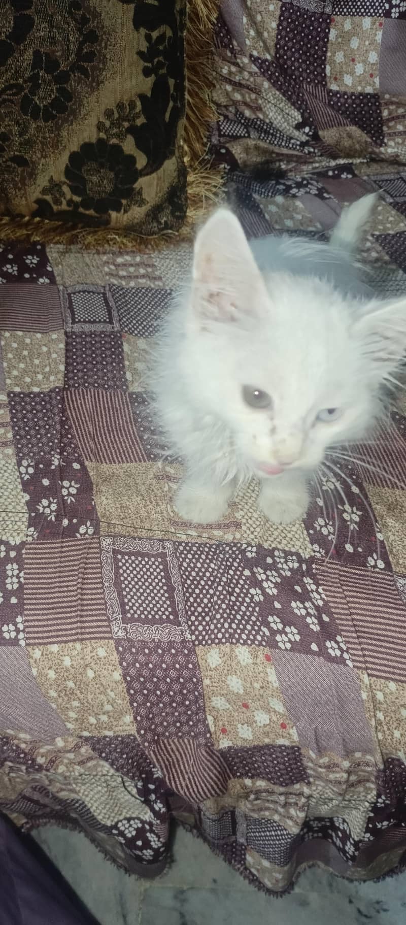 parshion cat ha 0