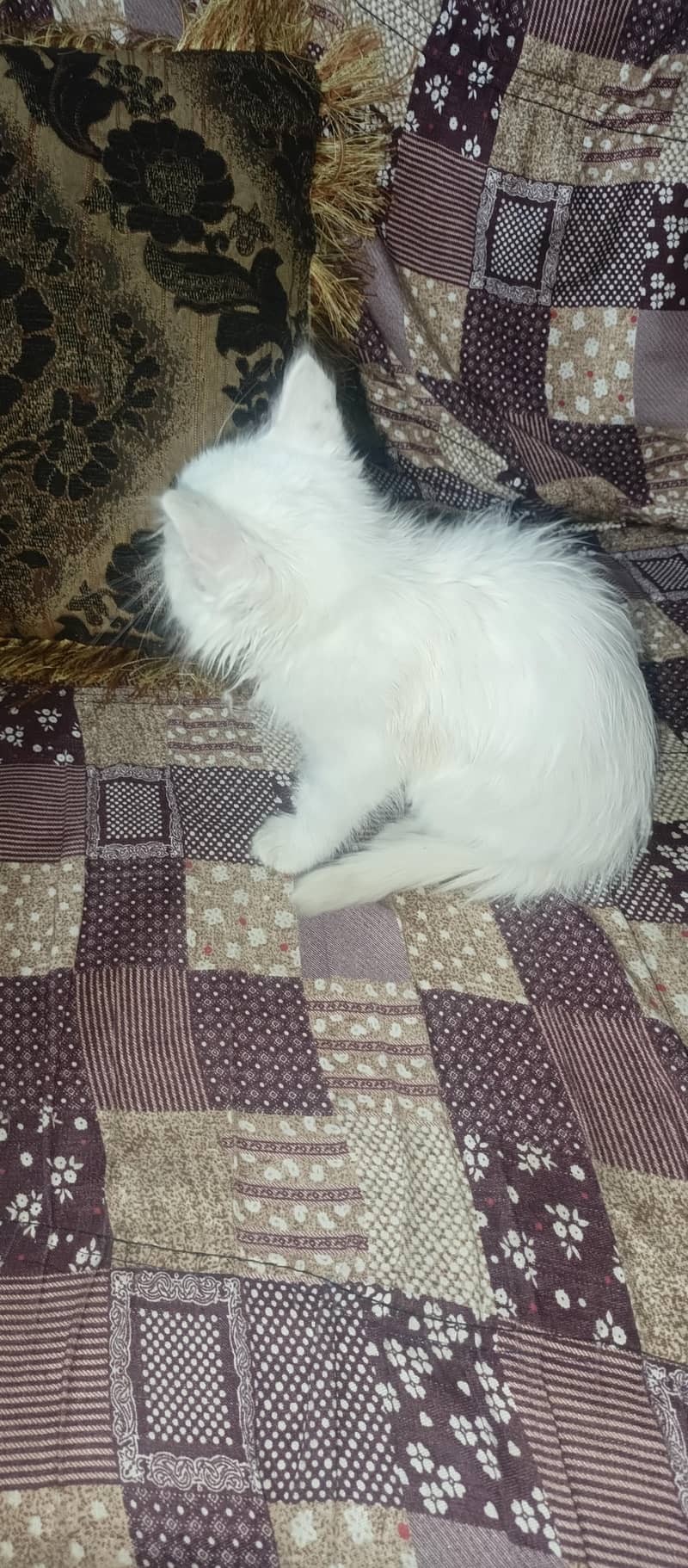 parshion cat ha 1
