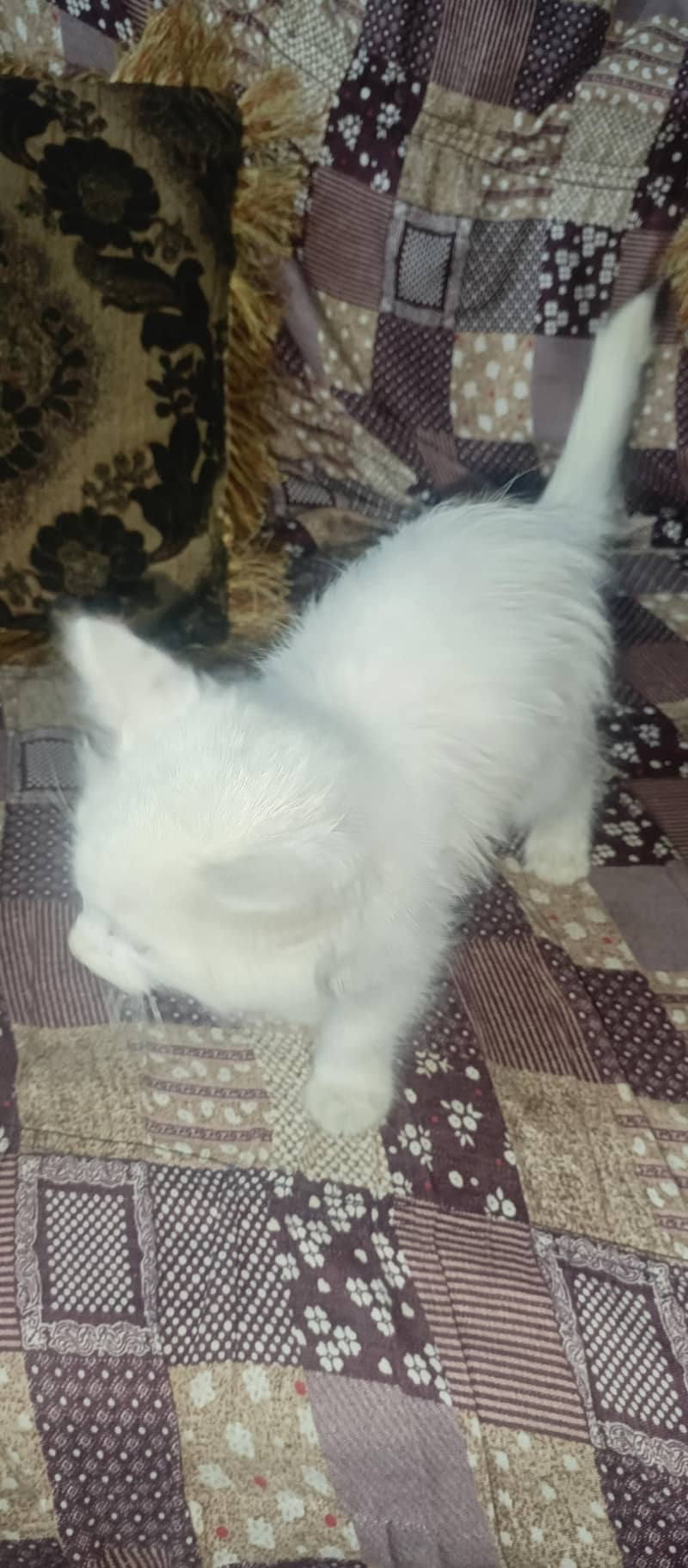 parshion cat ha 2