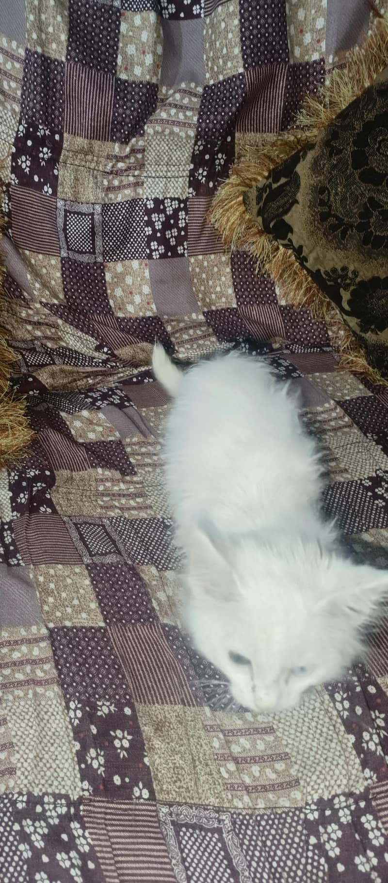 parshion cat ha 3