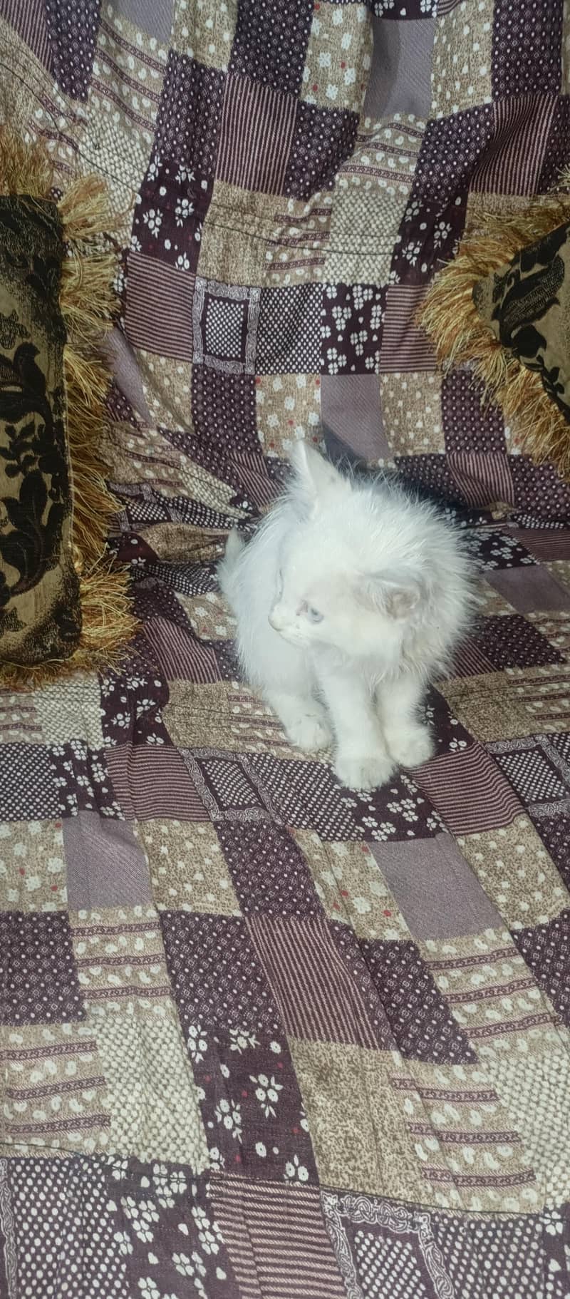 parshion cat ha 4