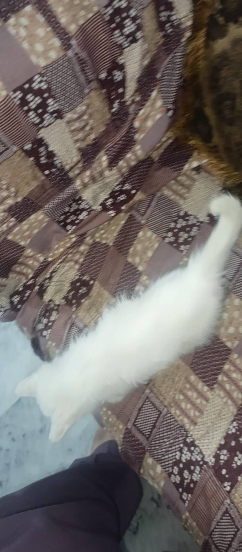 parshion cat ha 5