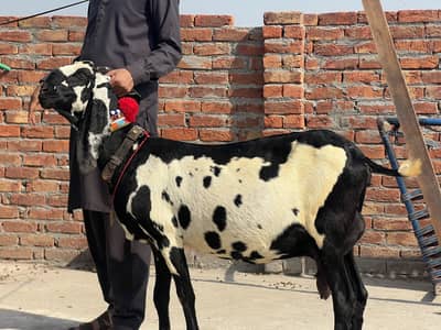 Goat | Betal bakri  | Betal | Betal bakri  |  03026730678