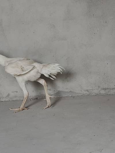 pure shamo extra long height 4 month chicks