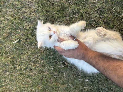 Persian female cat