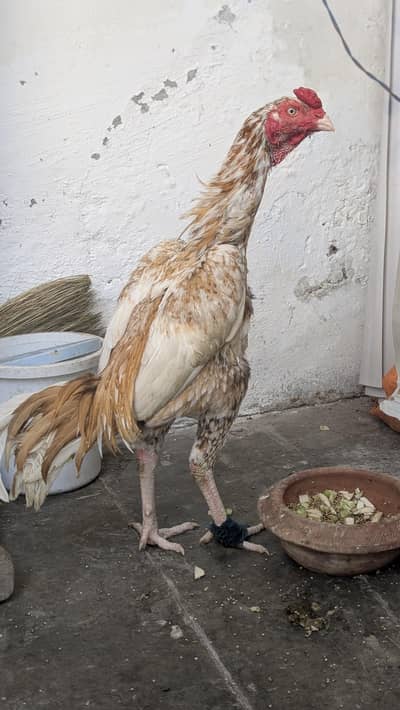pure Pakistani aseel pair for sale
