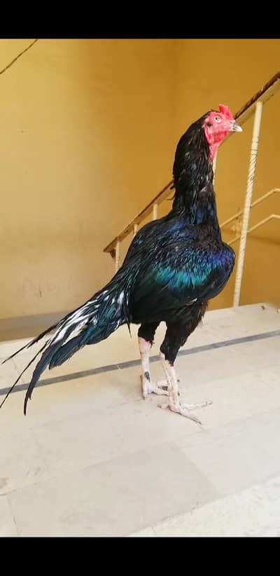 Lasani Pair 03100024337