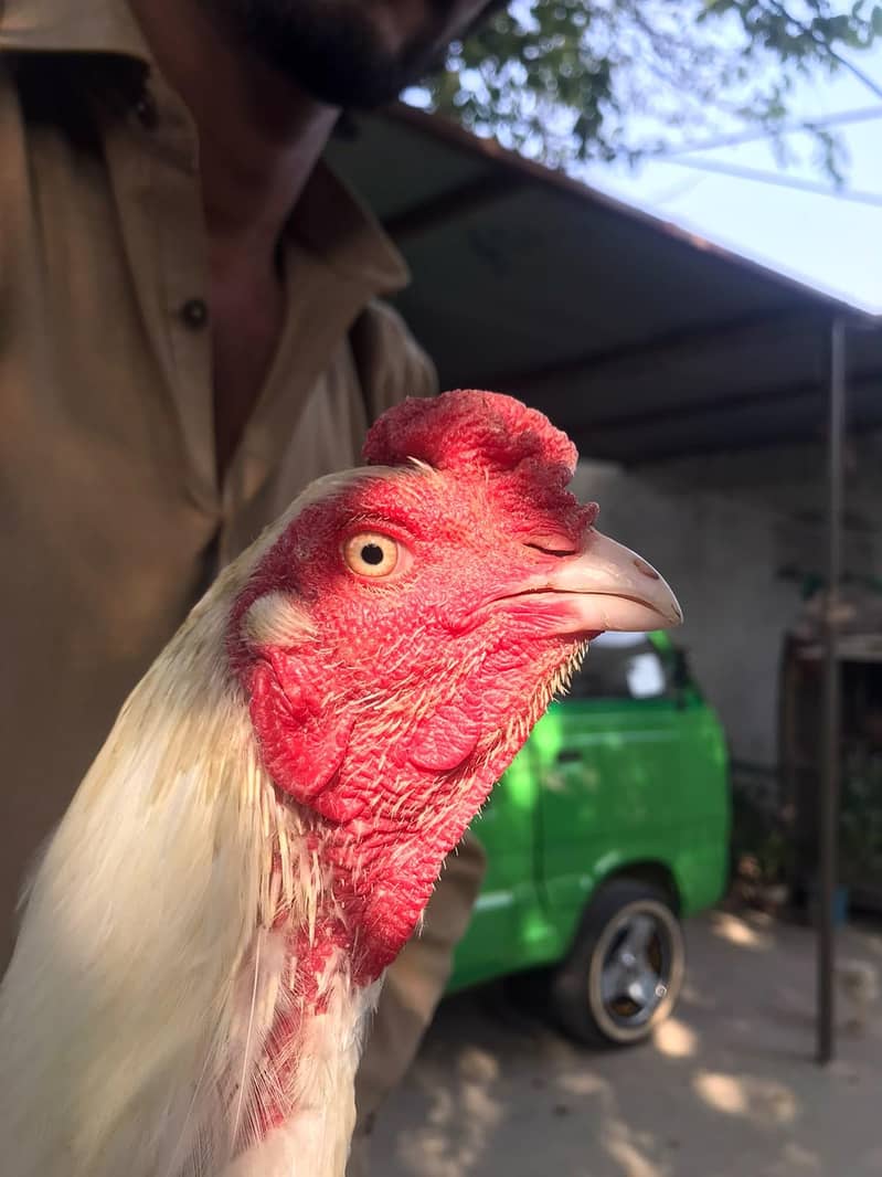 paper white 0